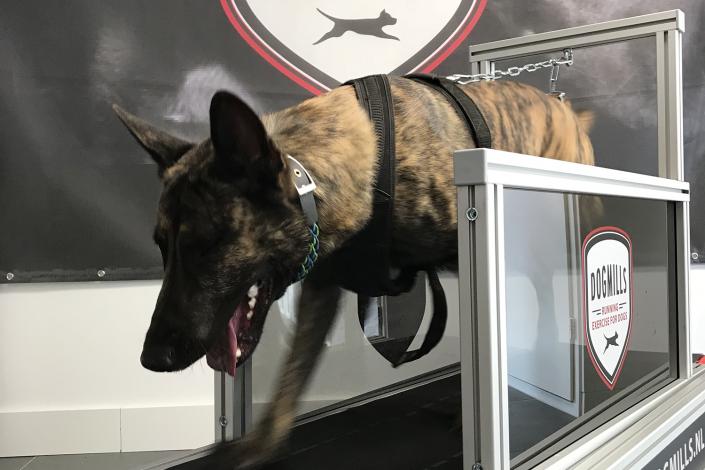 Big dog on treadmill