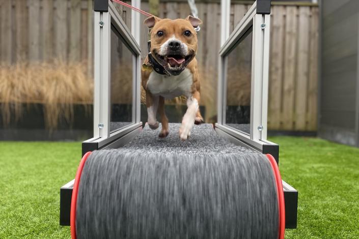Dog treadmill with small dog