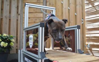 Safety of dog treadmills